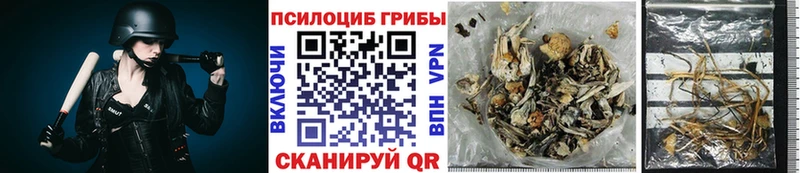 Псилоцибиновые грибы Psilocybe Елабуга